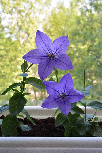 Balloon Flowers Growing in a Container.jpg