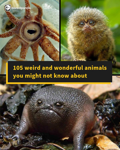 weird unseen animals pics.jpg