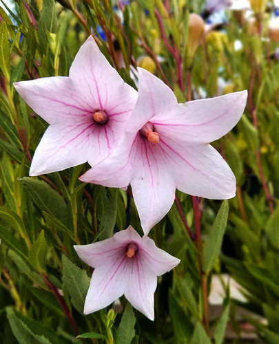balloon flower fuji pink.jpg