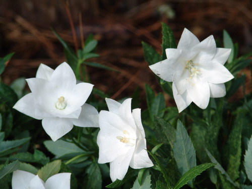 full Platycodon belyi.jpg