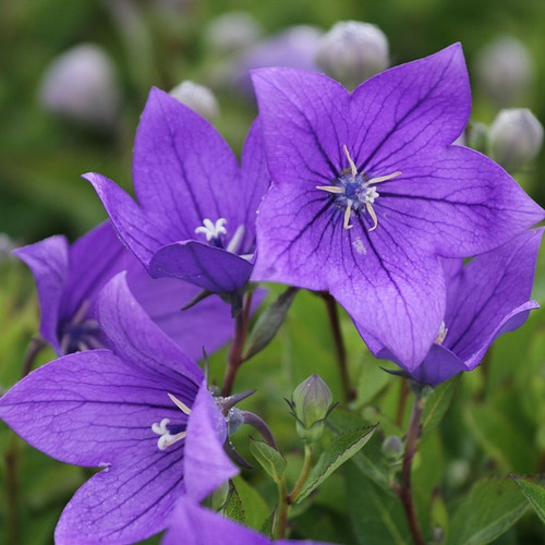 147733234 4920201 PlatycodonFujiBlue.jpg