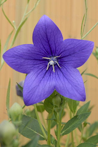 Balloon Flower Growing in the Garden.jpg