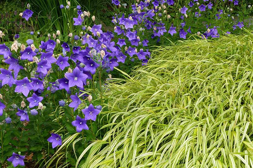 Balloon Flowers Growing in a Garden Border.jpg