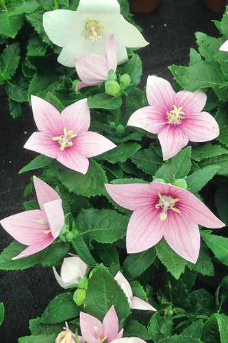 Pink Balloon Flowers Growing in the Garden.jpg