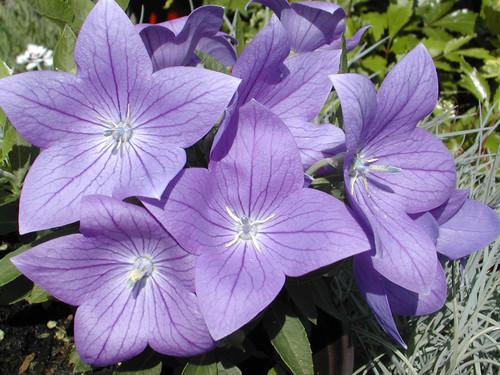 Platycodon grand sentimental blue.jpg