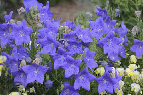 platycodon1.jpg