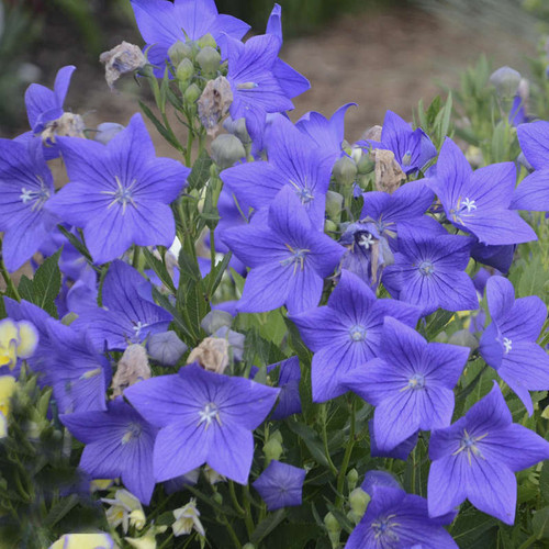 platycodon sentimental blue.jpg