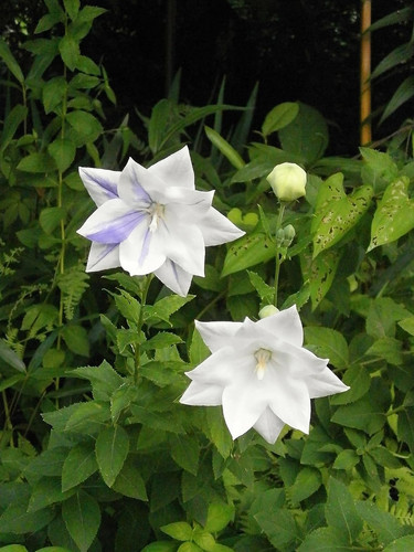 kikyo platycodon grandiflorum a dc white flowers purple.jpg