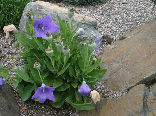 PlatycodonGrandiflorusApoyamaIMG 8060.64170130 large.jpg