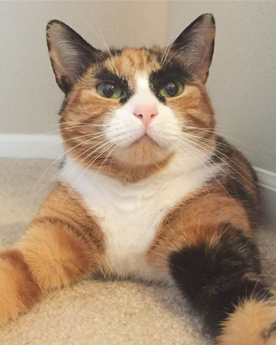 Purrfect Eyebrows 2016 Trend is Present in the Pet World 58087273981cb 700.jpg