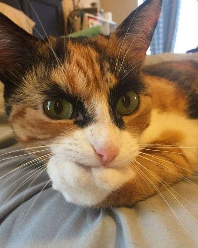 Purrfect Eyebrows 2016 Trend is Present in the Pet World 58087270e0b1e 700.jpg