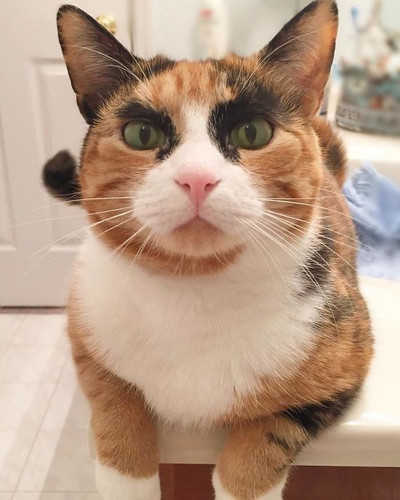 Purrfect Eyebrows 2016 Trend is Present in the Pet World 580873d195577 700.jpg