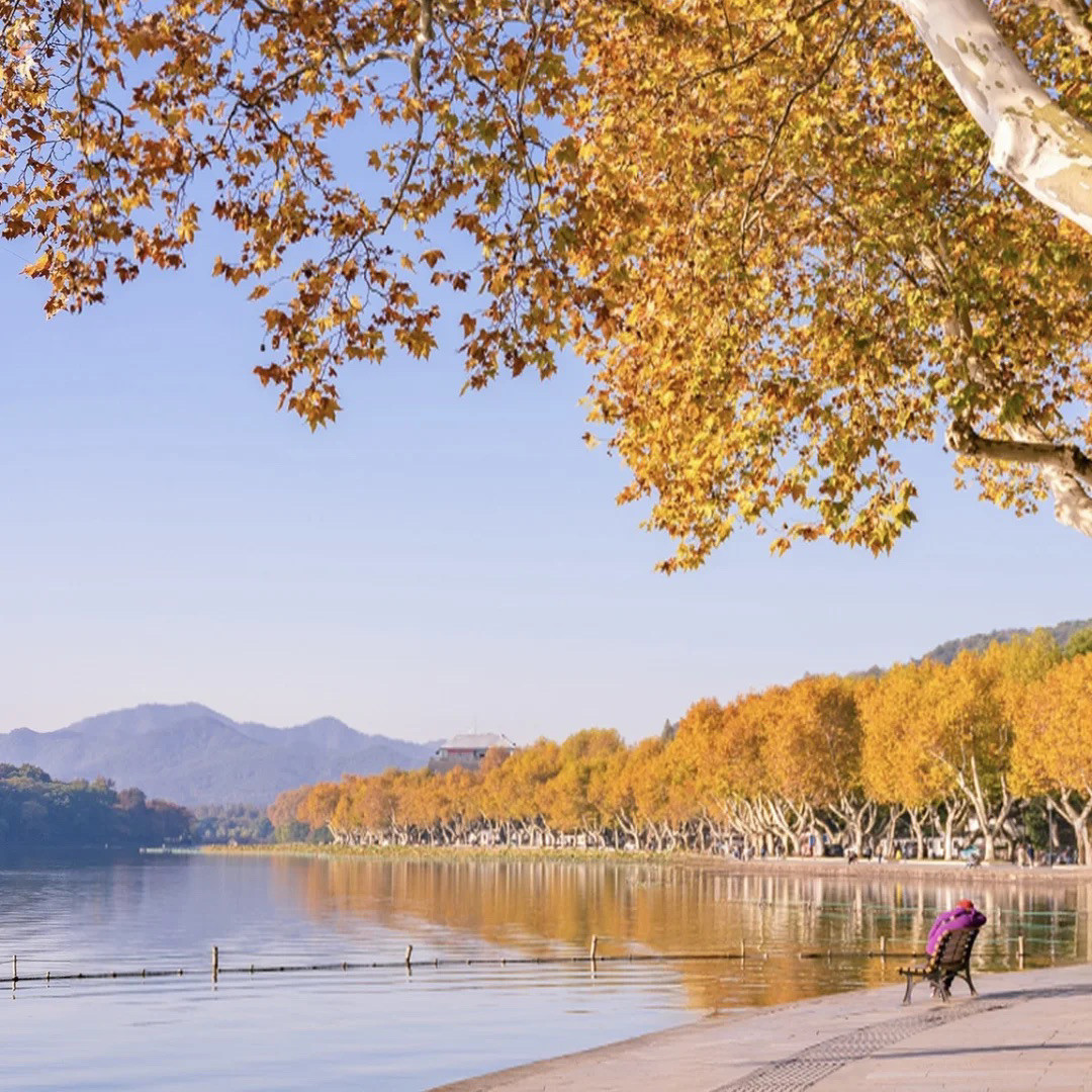 West Lake in autumn with golden ginkgo trees lining the causeway under a clear blue sky