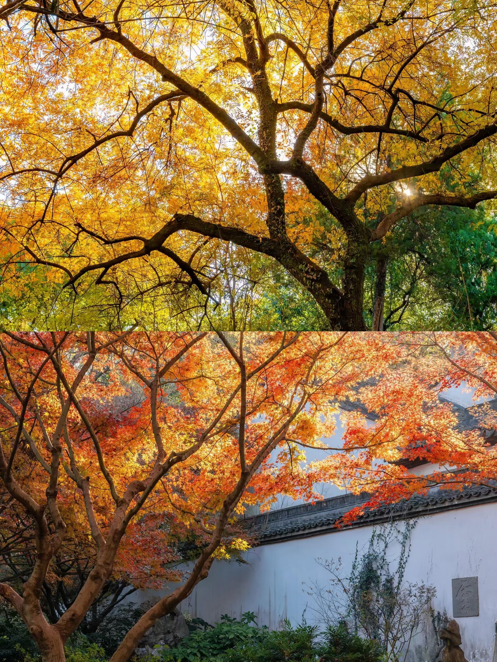 Vivid red Japanese maple tree in front of a traditional white garden wall with grey tile roof