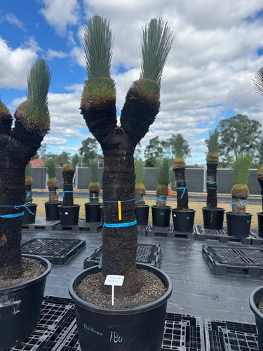 Buy Feature Trees & Plants in Australia for Landscaping.jpg