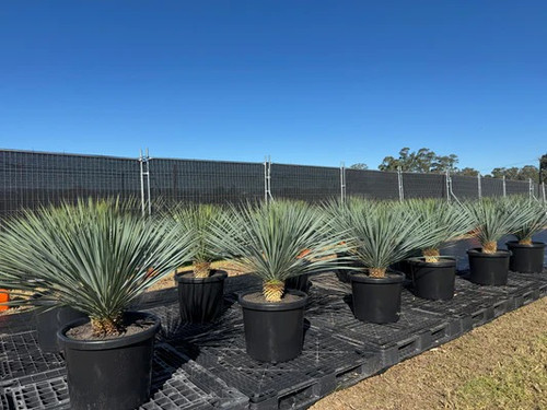Feature Plants for Sale in NSW | Premium Garden Plants.jpg
