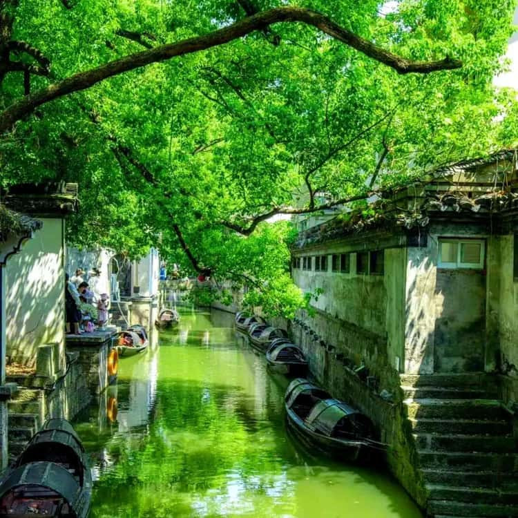 Shaoxing canal with green water, black wooden boats tied along a wall, and overhanging trees