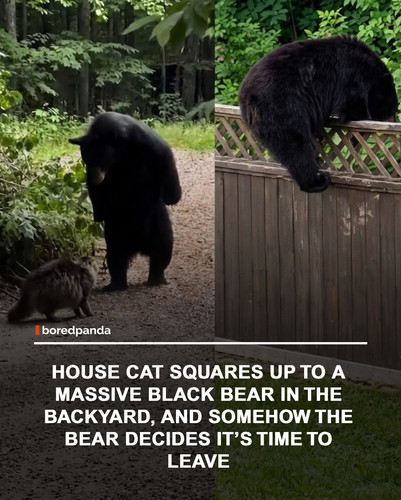 img facts.jpg