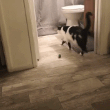 奶牛猫是这样嗯.gif