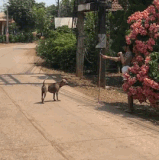 狗都不看.gif
