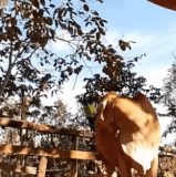 不要挡我镜头.gif