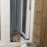 斗兽猫.gif