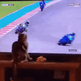 鸡掰猫猫.gif