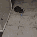 深喉.gif