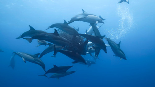 Dolphins.Up.Close.with.Bertie.Gregory.2025.2160p.DSNP.WEB DL.CZ EN.DD+5.1.DoVi.HDR.x265 My.mkv 20260.jpg