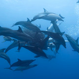 Dolphins.Up.Close.with.Bertie.Gregory.2025.2160p.DSNP.WEB DL.CZ EN.DD+5.1.DoVi.HDR.x265 My.mkv 20260