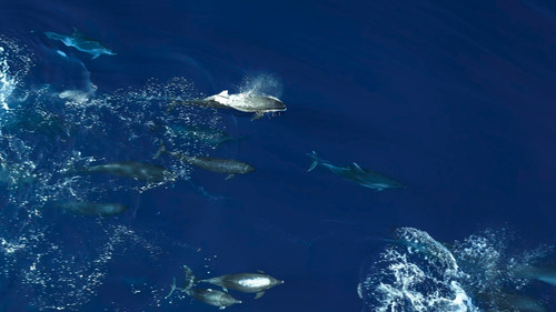 Dolphins.Up.Close.with.Bertie.Gregory.2025.2160p.DSNP.WEB DL.CZ EN.DD+5.1.DoVi.HDR.x265 My.mkv 20260.jpg