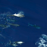 Dolphins.Up.Close.with.Bertie.Gregory.2025.2160p.DSNP.WEB DL.CZ EN.DD+5.1.DoVi.HDR.x265 My.mkv 20260