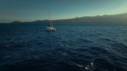 Dolphins.Up.Close.with.Bertie.Gregory.2025.2160p.DSNP.WEB DL.CZ EN.DD+5.1.DoVi.HDR.x265 My.mkv 20260.jpg