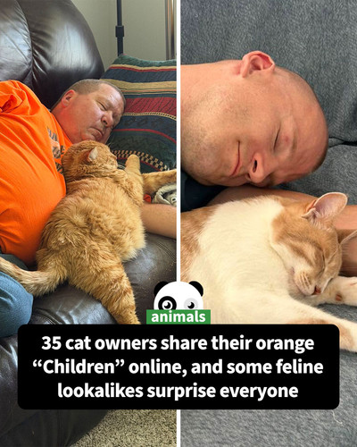 orange cats similar owners coverimage.jpg