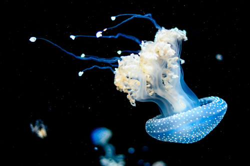 sea creation.jpg