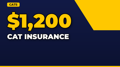 thumb cat insurance do you really need it landscape.png