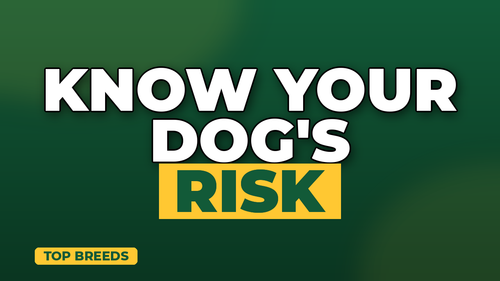 thumb dog breeds with highest insurance rates landscape.png