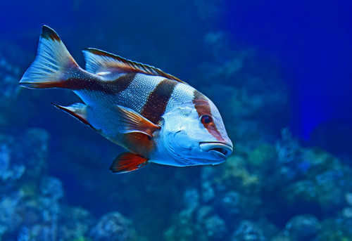 SEA Fish.jpg