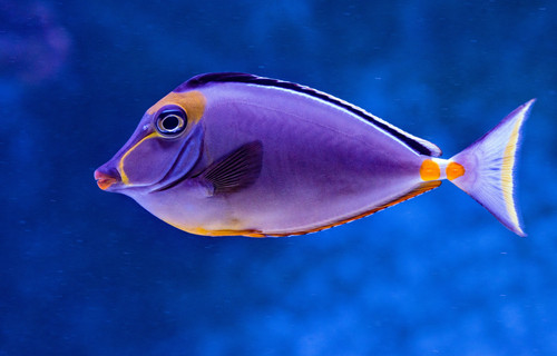 fish.jpg