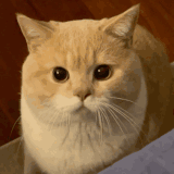 3cced46b f474 49b3 bdb9 1ecc8c111fab.gif