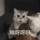 89680c49 996d 4848 9094 c25afbbe3f0b.gif