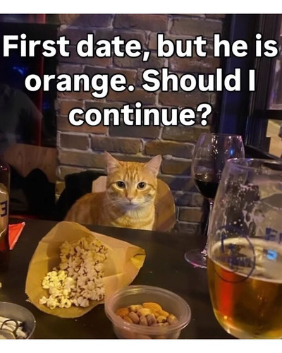 6a2fcea39eeca funny creative cat memes 700.jpg