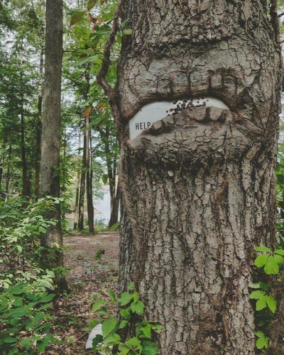 6a57511cb8a7e trees eating things pictures 700.jpg