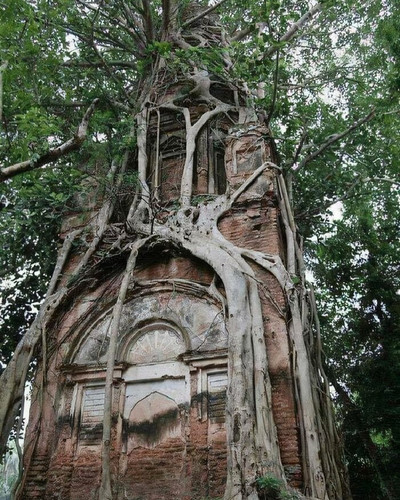 6a57512faa9b7 trees eating things pictures 700.jpg