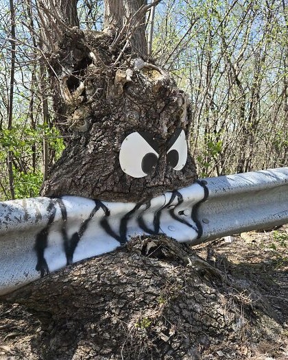 6a5753368eed6 trees eating things pictures 700.jpg