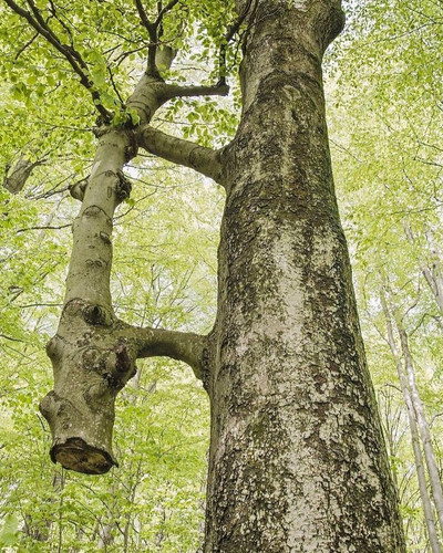 6a5751ef85856 trees eating things pictures 700.jpg