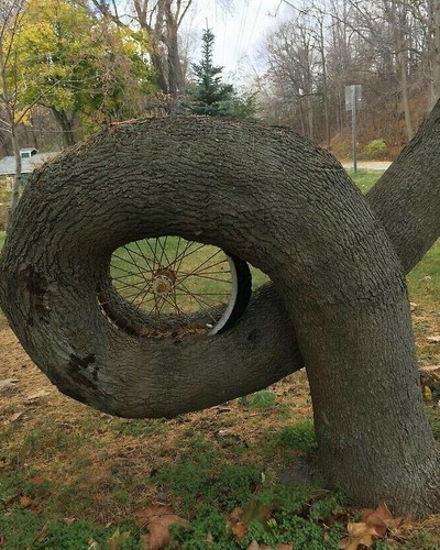 6a57508918e97 trees eating things pictures 700.jpg