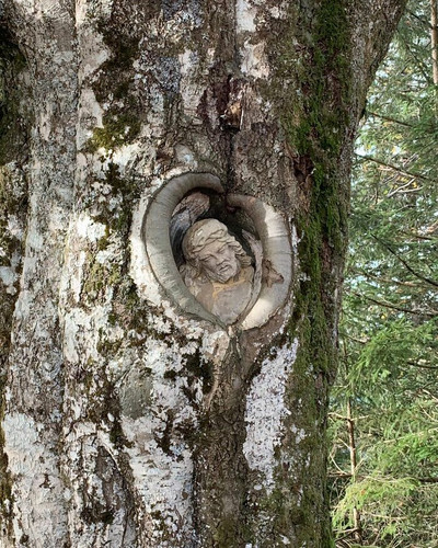 6a575141288db trees eating things pictures 700.jpg