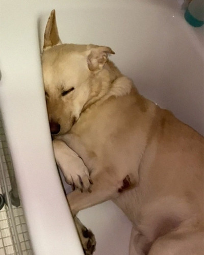 funny pics whats wrong with your dog 5ff71bc55880a 700.jpg