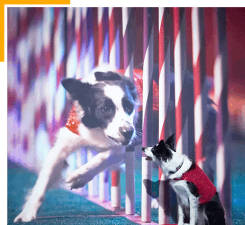 Dog Performers for Corporate Events.png